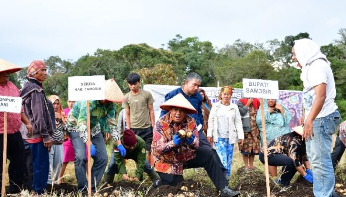 Pemkab Samosir Bersama Pemprov Sumut Panen Sukses Bibit Kentang di Desa Partungko Naginjang