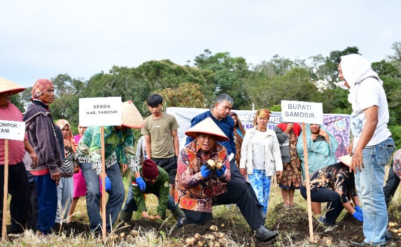 Pemkab Samosir Bersama Pemprov Sumut Panen Sukses Bibit Kentang di Desa Partungko Naginjang