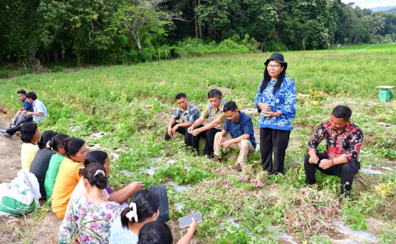 Kelompok Tani Saurdot Panen Bawang Merah, Ucapkan Terima Kasih kepada Bupati Samosir