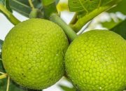 Buah Asal Indonesia Ini Diburu Dunia, Kok Bisa?