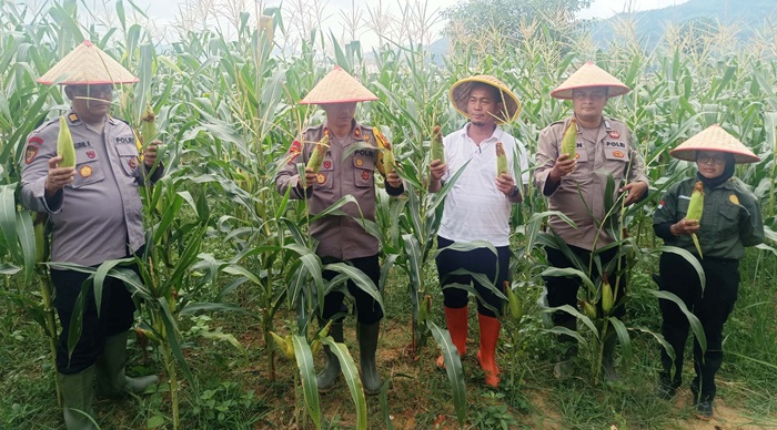 Dukung Ketahanan Pangan, Polres Sibolga Panen Jagung Kuartal Pertama