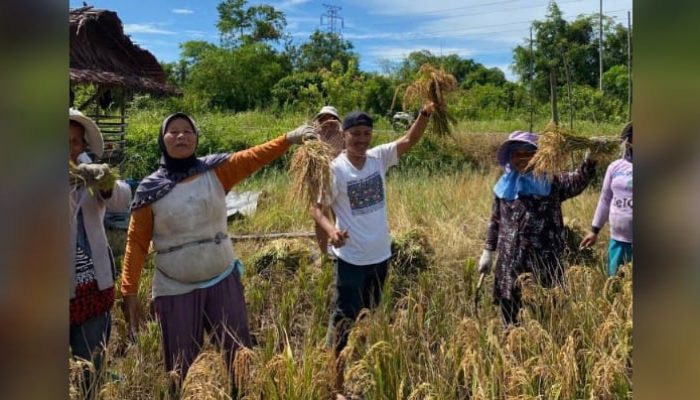 Herman Hulu Anggota DPRD Tapteng dari Gerindra Ikut Panen Padi Sekaligus Tampung Keluhan Petani