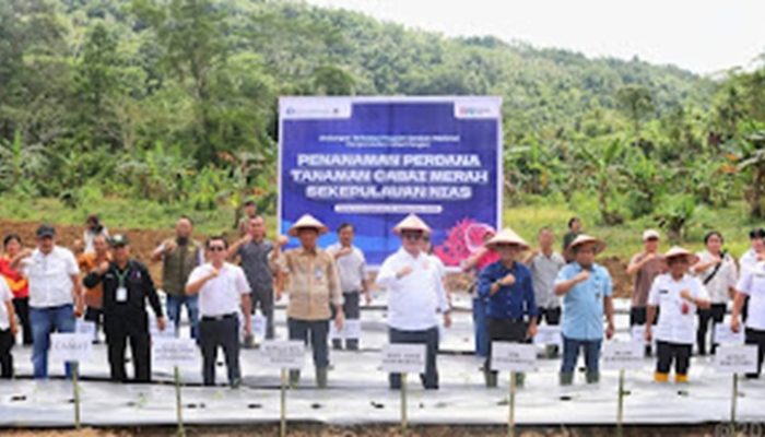 Kendalikan Inflasi Akibat Kenaikan Harga Cabai, KPw BI Sibolga dan Pemda se-Kepulauan Nias Tanam Cabai Merah Serentak