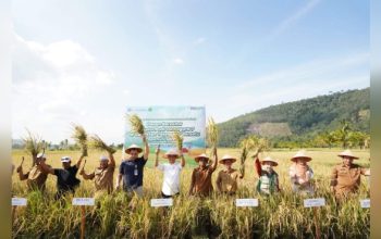 BI Sibolga Bersama Pemkab Tapsel Tingkatkan Produksi Beras Melalui Demplot Padi Gamagora 7