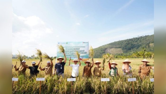BI Sibolga Bersama Pemkab Tapsel Tingkatkan Produksi Beras Melalui Demplot Padi Gamagora 7