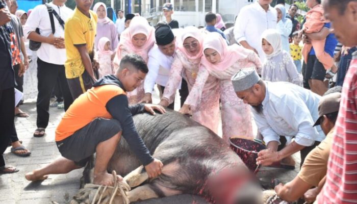 Pemkot Sibolga Berkurban 20 Ekor Hewan Disembelih dan Dibagikan Kepada Masyarakat