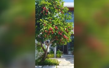Inilah 8 Pohon Buah Berakar Aman Ditanam di Samping Rumah
