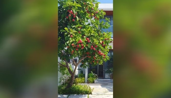 Inilah 8 Pohon Buah Berakar Aman Ditanam di Samping Rumah