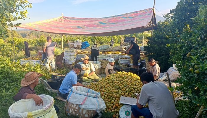 Mengintip Cara Panen Jeruk di Simalungun: Harga Borongan Toke Jemput Langsung ke Ladang