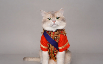 Kiwi British Cat Raih Perhatian Pecinta Kucing Lewat Konten Unik di TikTok