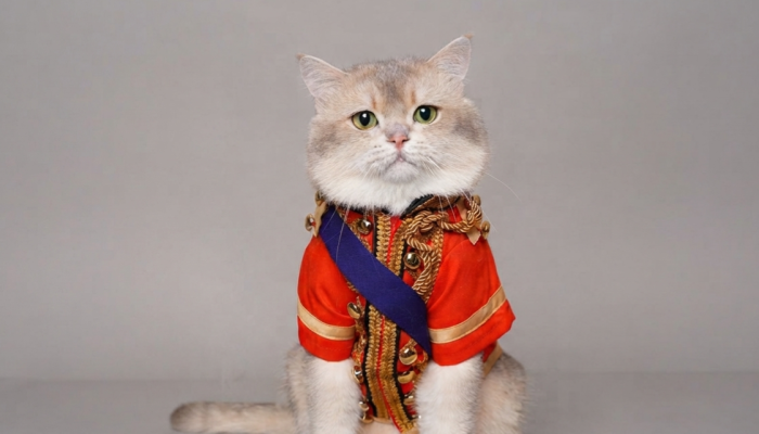 Kiwi British Cat Raih Perhatian Pecinta Kucing Lewat Konten Unik di TikTok