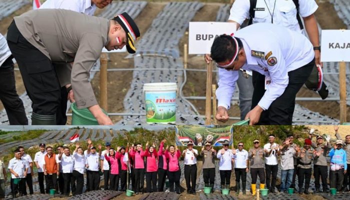 Gerakan Tanam Bawang Putih Serentak 2026, Bupati dan Kapolres Humbahas Menanam di Lahan 3,5 Hektare
